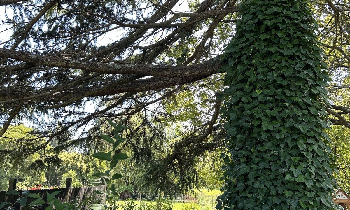 Bowral House | Romantic Apple Tree Lane