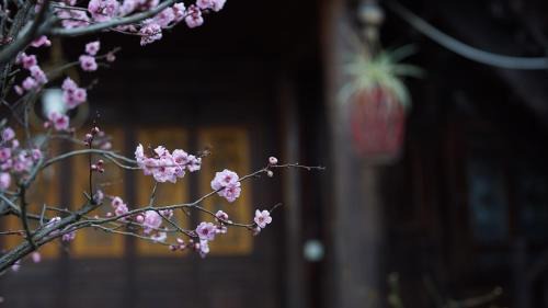 Dayan Old Town Hotel | Tuo Tuo Guest House