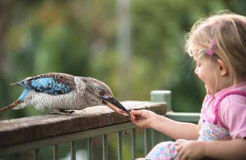 Nelly Bay Resort | Amaroo Rainforest Resort