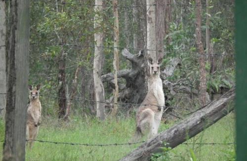 Woocoo House | Back to the Bush