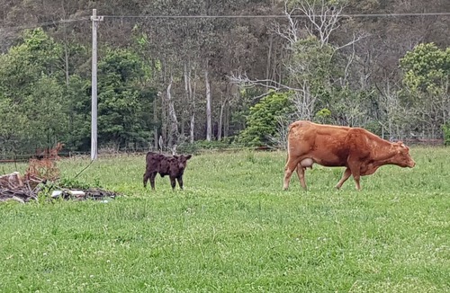 Kangaroo Valley Cabin | Big Bell Farm Cabin 1