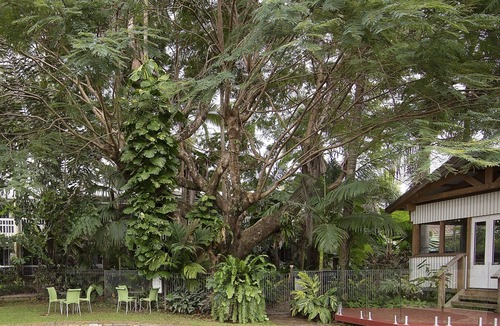 Mission Beach Hotel | Castaways Resort & Spa Rainforest
