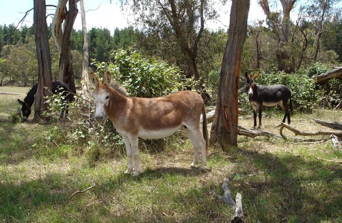 Oberon Cottage | Comfortable self-contained, three-bedroom cottage sleeping up to 8 people