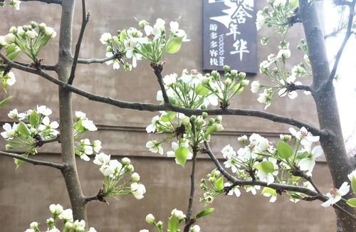 Mingsha Mountain and Crescent Spring House | Dunhuang Jinshe Times Inn
