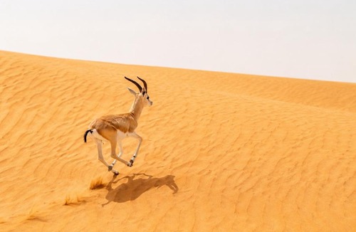 Kanoi Resort | Elite Family Desert Camp Jaisalmer