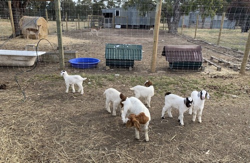 Violet Town House | Glamping Tent in a farm with lots of pets