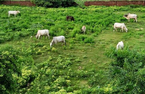 Govardhan Apartment | Home Stay with Giriraj View I On Parikrama Marg I 5 mins to ISKCON & Daan Ghati