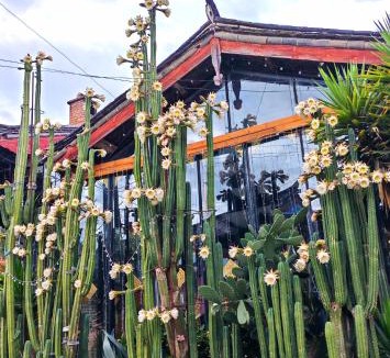 Shuhe Old Town House | In Spring Country Courtyard in Lijiang