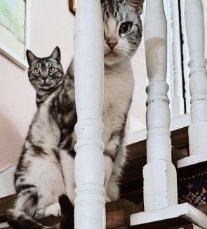 Shahepu House | koko's garden and cats