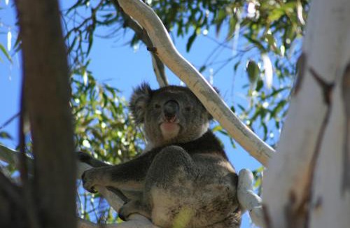 Vale Park Resort | Levi Adelaide Holiday Park