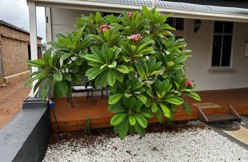 Broken Hill Cottage | Lola’s Cottage is a 2 bedroom cottage close to the shops and main part of town.