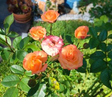 Mapleton Bed & Breakfast | Mapleton Peaceful Provence BnB
