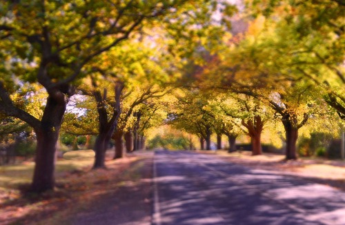 Glenlyon Apartment | Pet Friendly accommodation