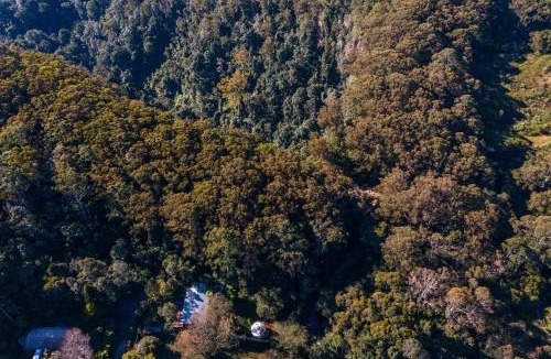 Springbrook Other | Purling Brook Falls Gwongorella