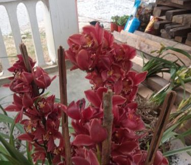 Bomdila House | Sunrise Homestay