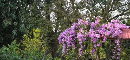 Aashiyana Residency Home Stay