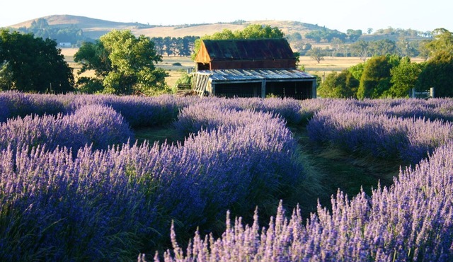 Ashburton Lavender Farm Stay