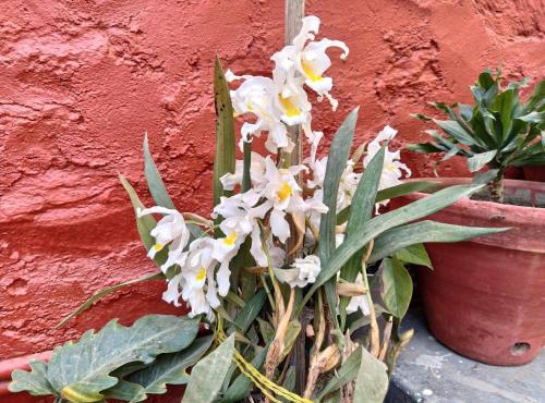 Bhattidanda Fresh & Natural Homestay