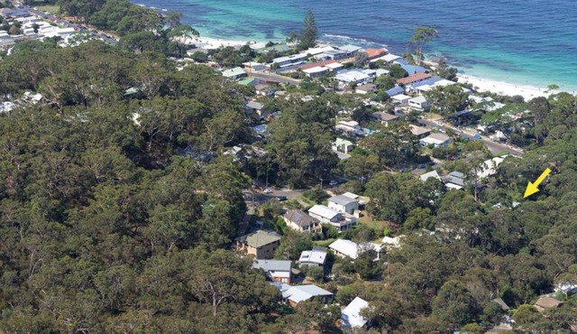 Black Wattle at Hyams Beach