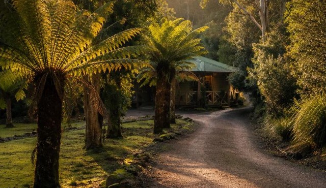 Cradle forest inn