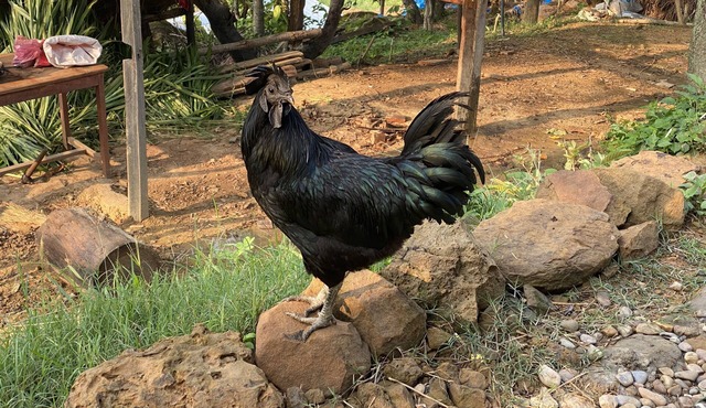 Farmstay at Remote Nepal