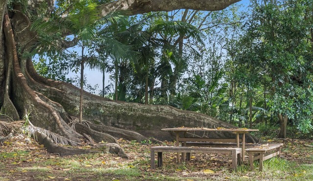 Fig Tree House