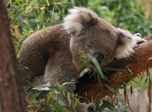 Guesthouse Nature Escape Sleeps up to 6