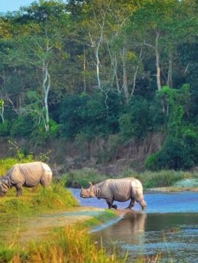 Homestay and Trip Organiser