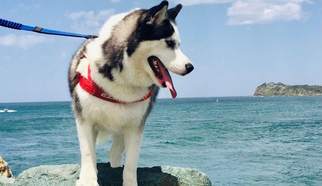 Sakari's Sanctuary - Tuncurry NSW Pet Friendly house