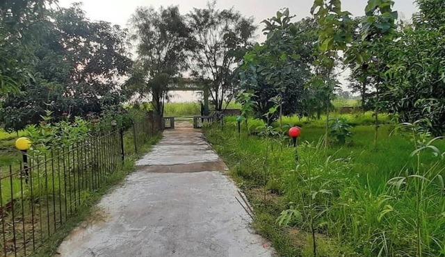 Tharu Mango Garden Resort