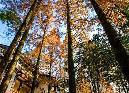 Wuyi Mountain Ancient Street Forest Living England Time Inn