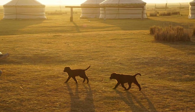 Xanadu yurts