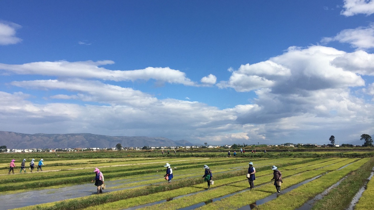 Photo of Others in Xizhou