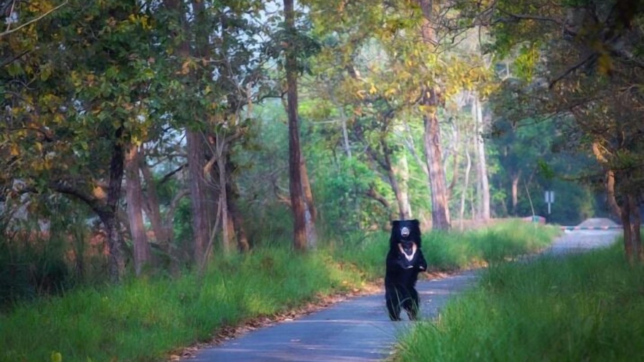 Photo of Outdoor in Palia