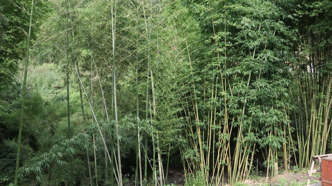 Photo of Outdoor in Emeishan