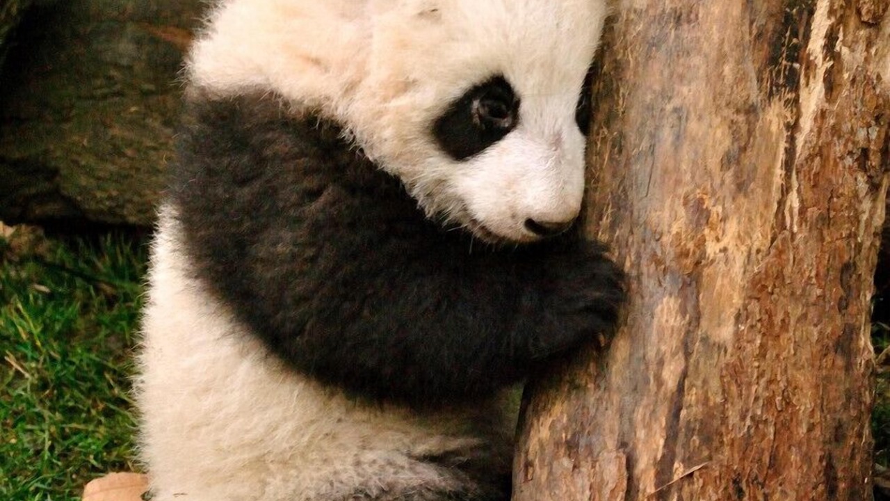 Photo of Others in Chengdu City Centre
