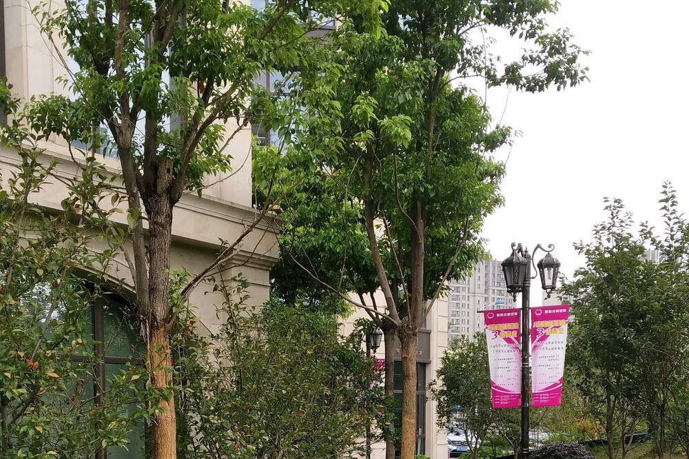 Photo of Others in Jiading