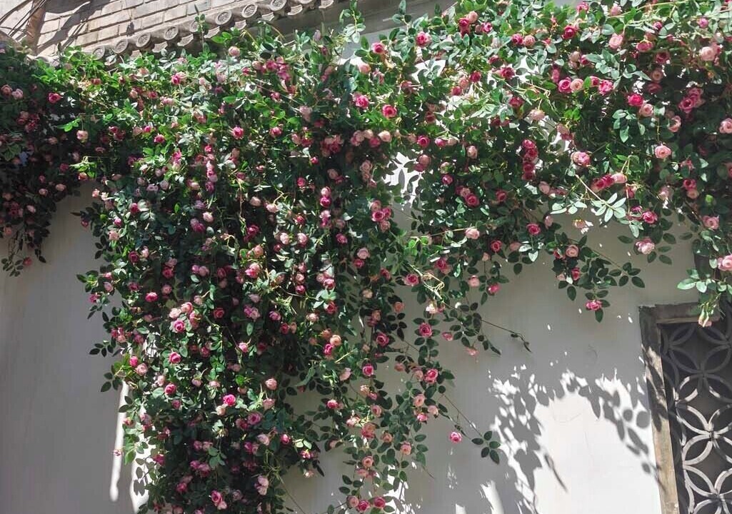 Photo of Outdoor in Downtown Beijing
