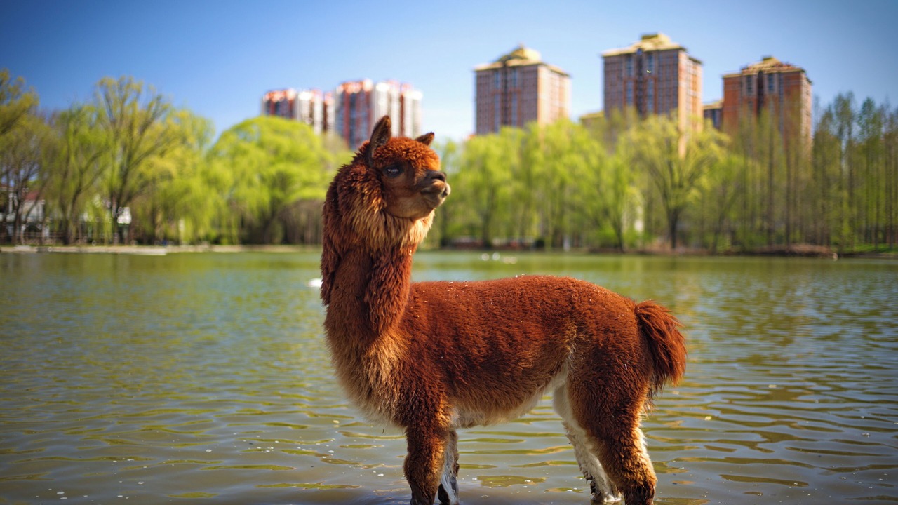 Photo of Others in North Chaoyang