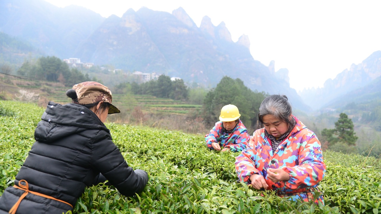 Photo of Others in Yongding