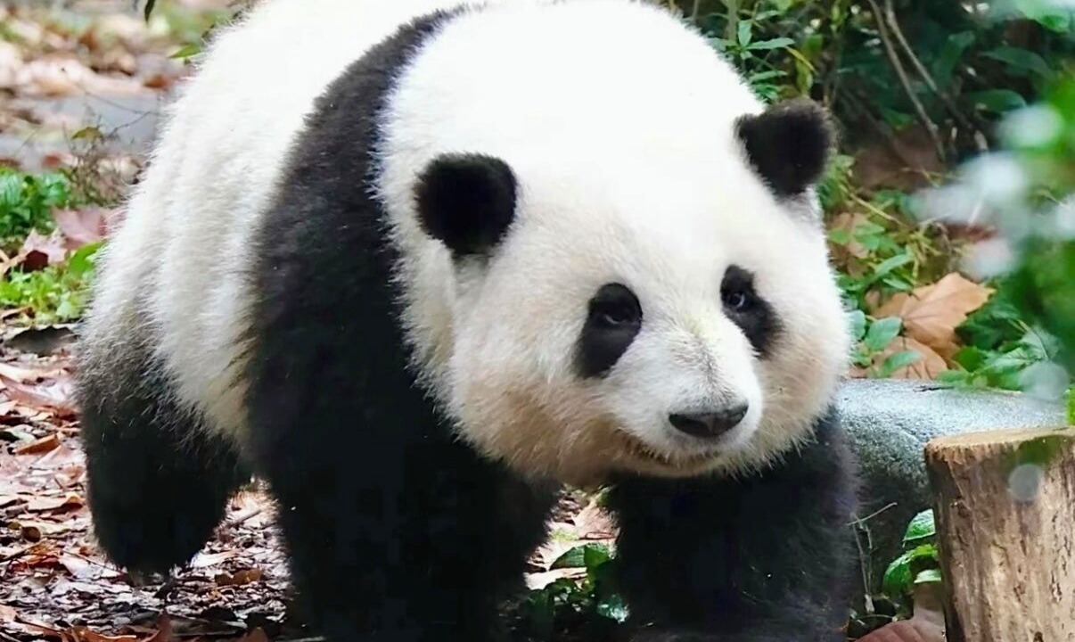 Photo of Others in Chengdu City Centre