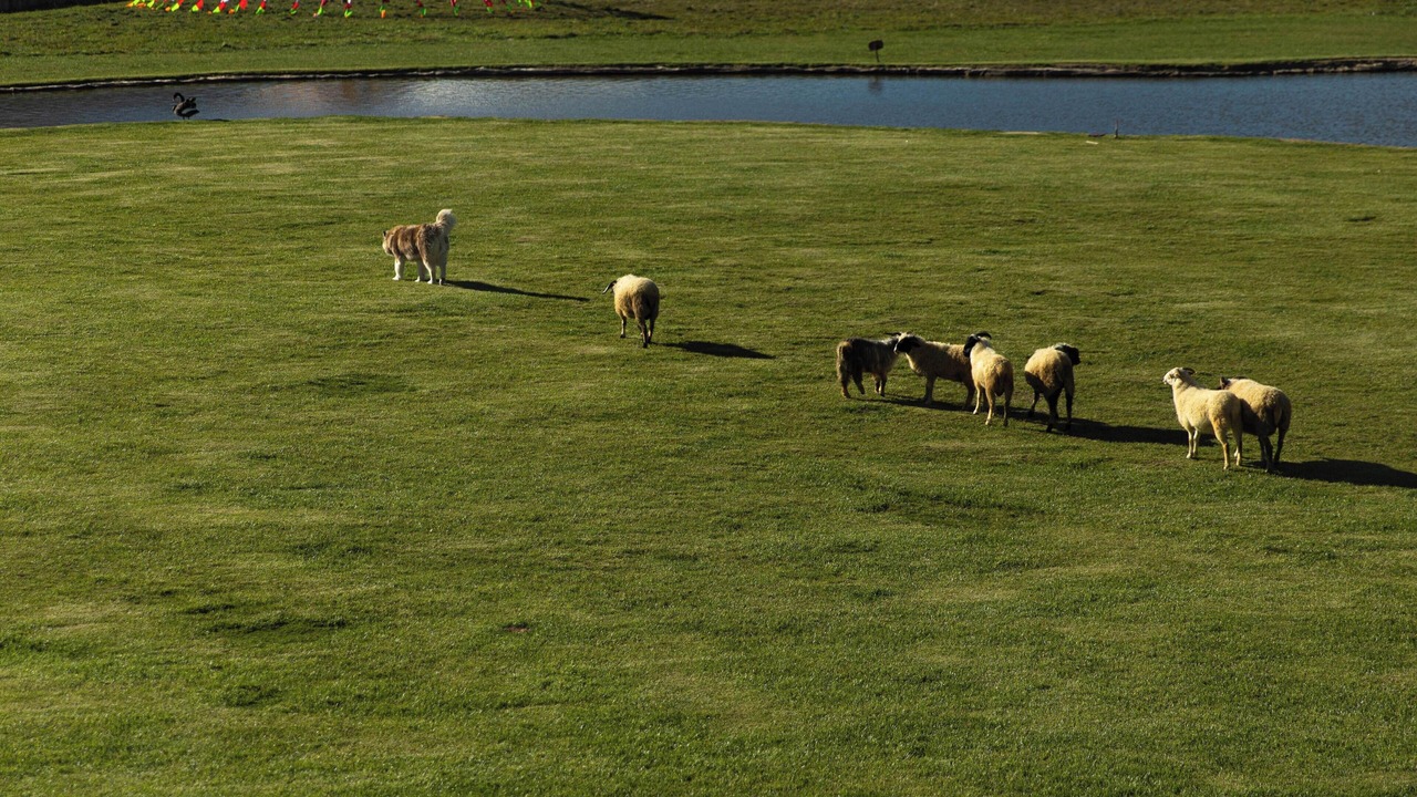 Photo of Others in Shangri-La