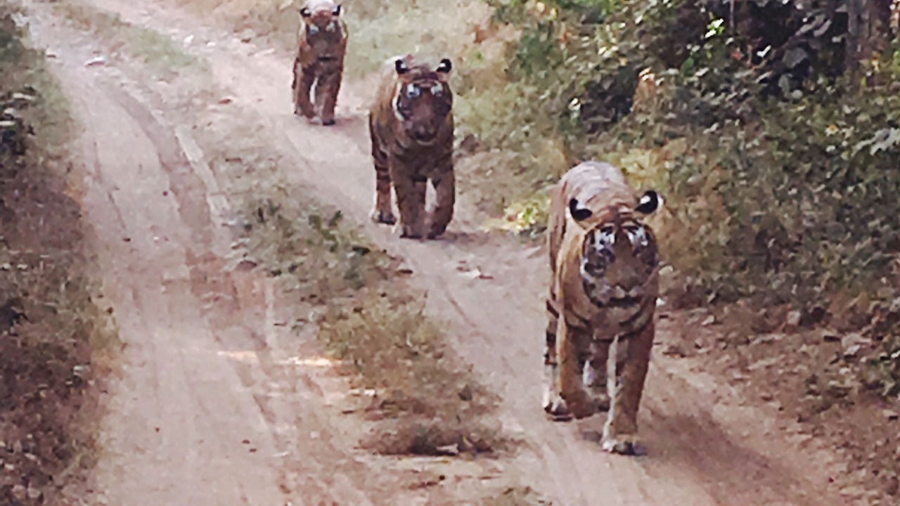 Photo of Others in Sawai Madhopur