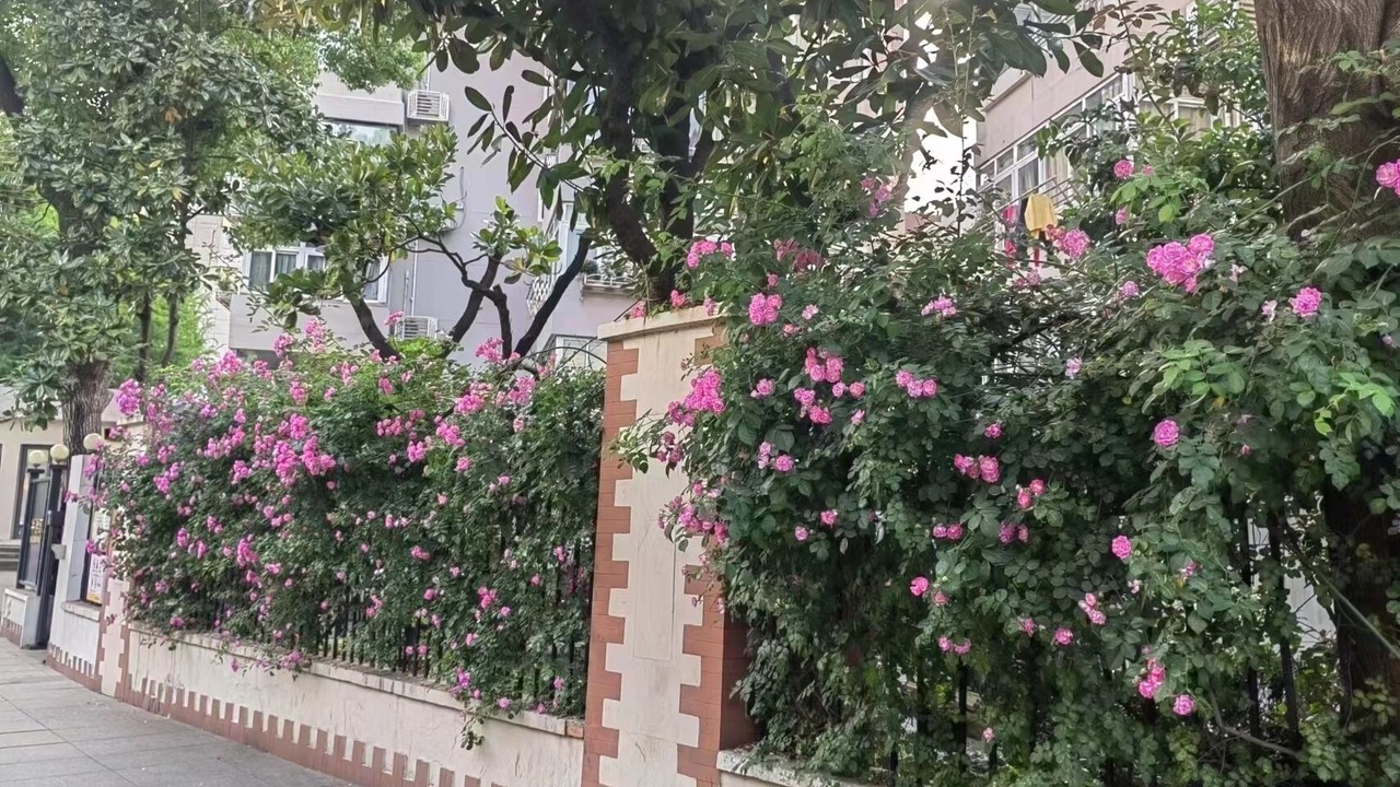 Photo of Outdoor in Jing'an