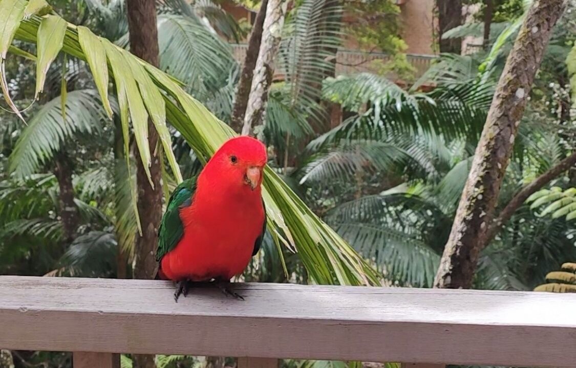 Photo of Outdoor in Killara