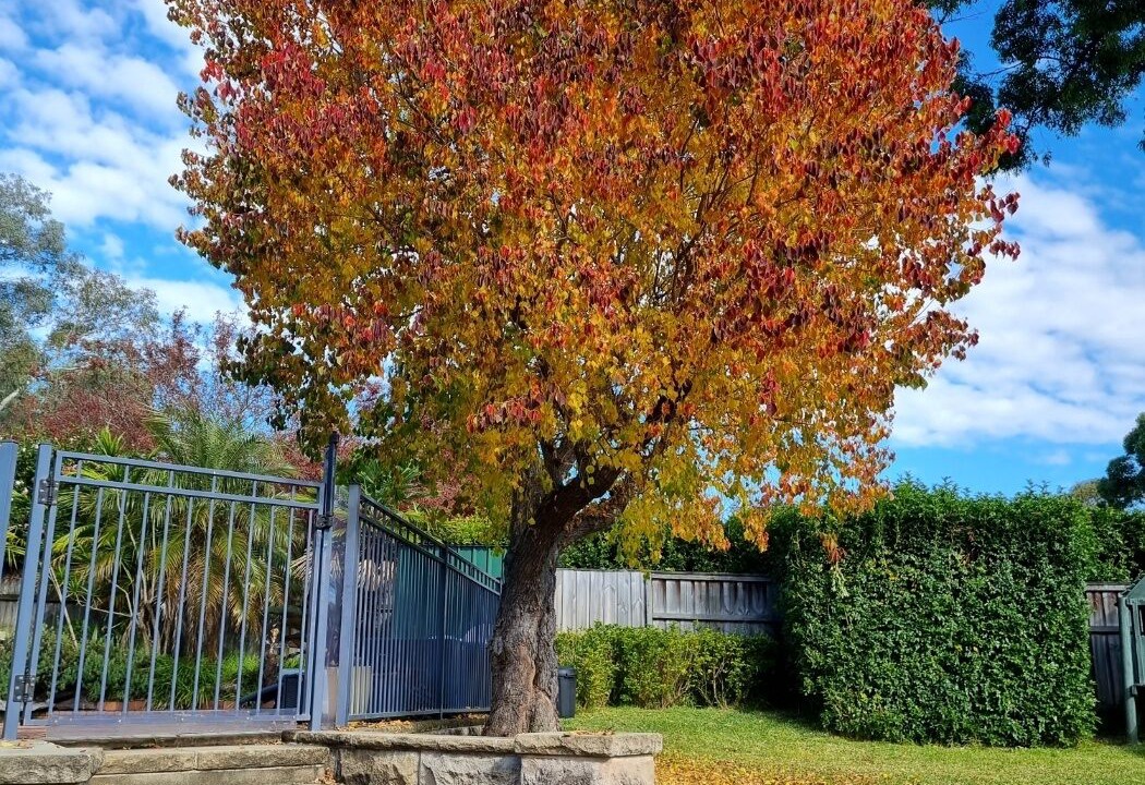 Photo of Outdoor in Glenhaven