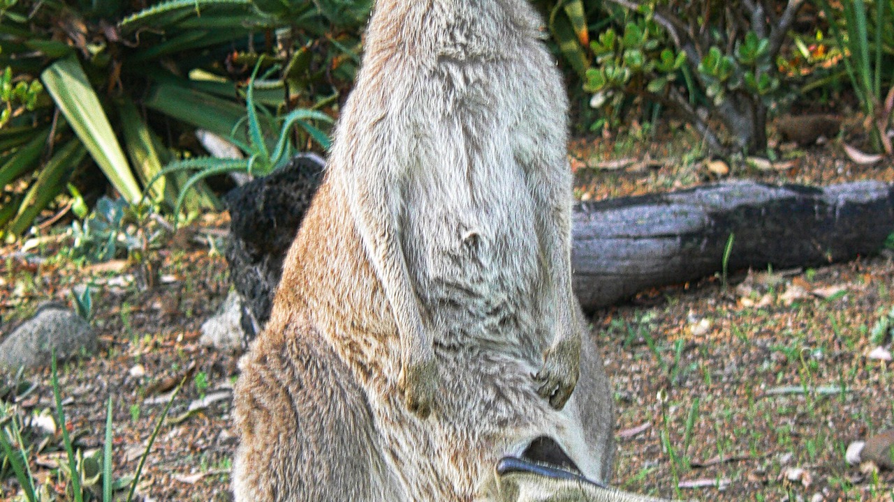 Photo of Outdoor in Mulgoa