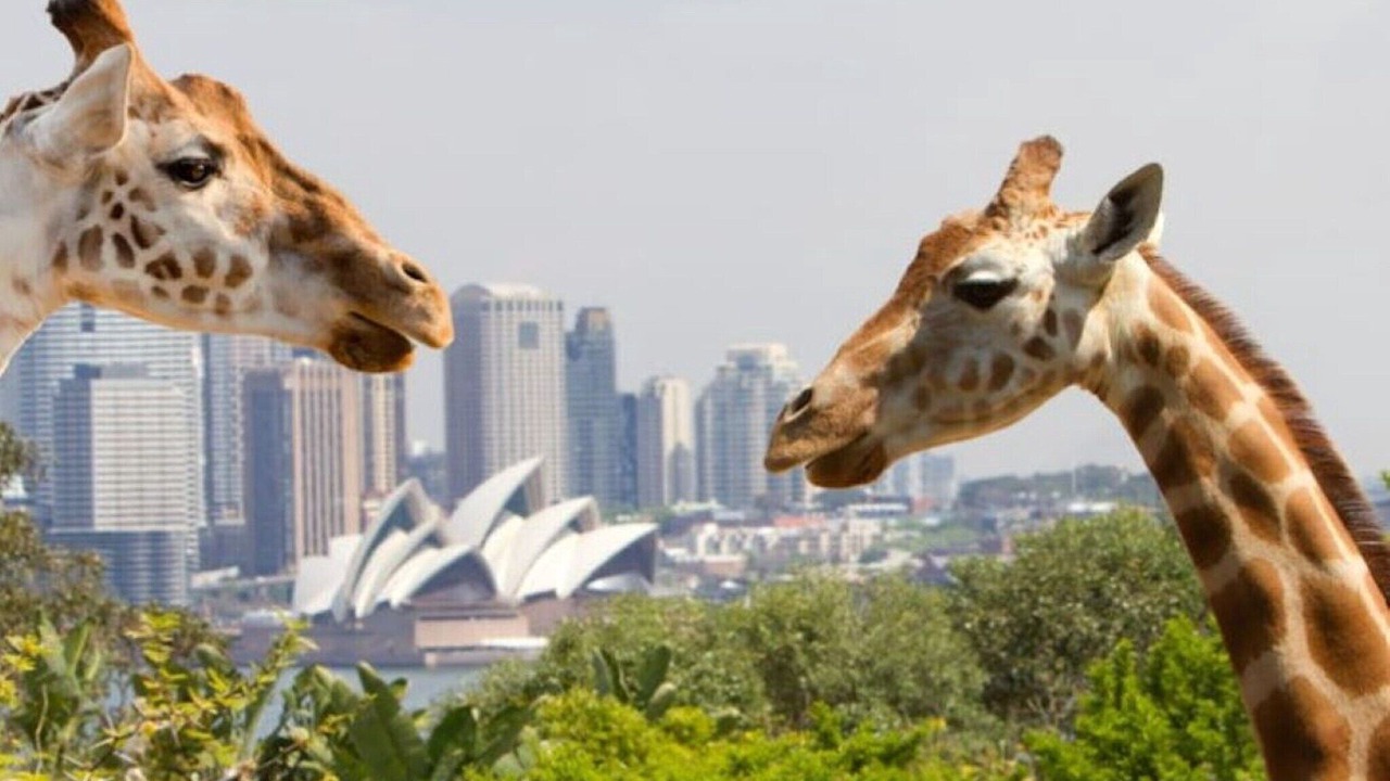 Photo of Others in Neutral Bay