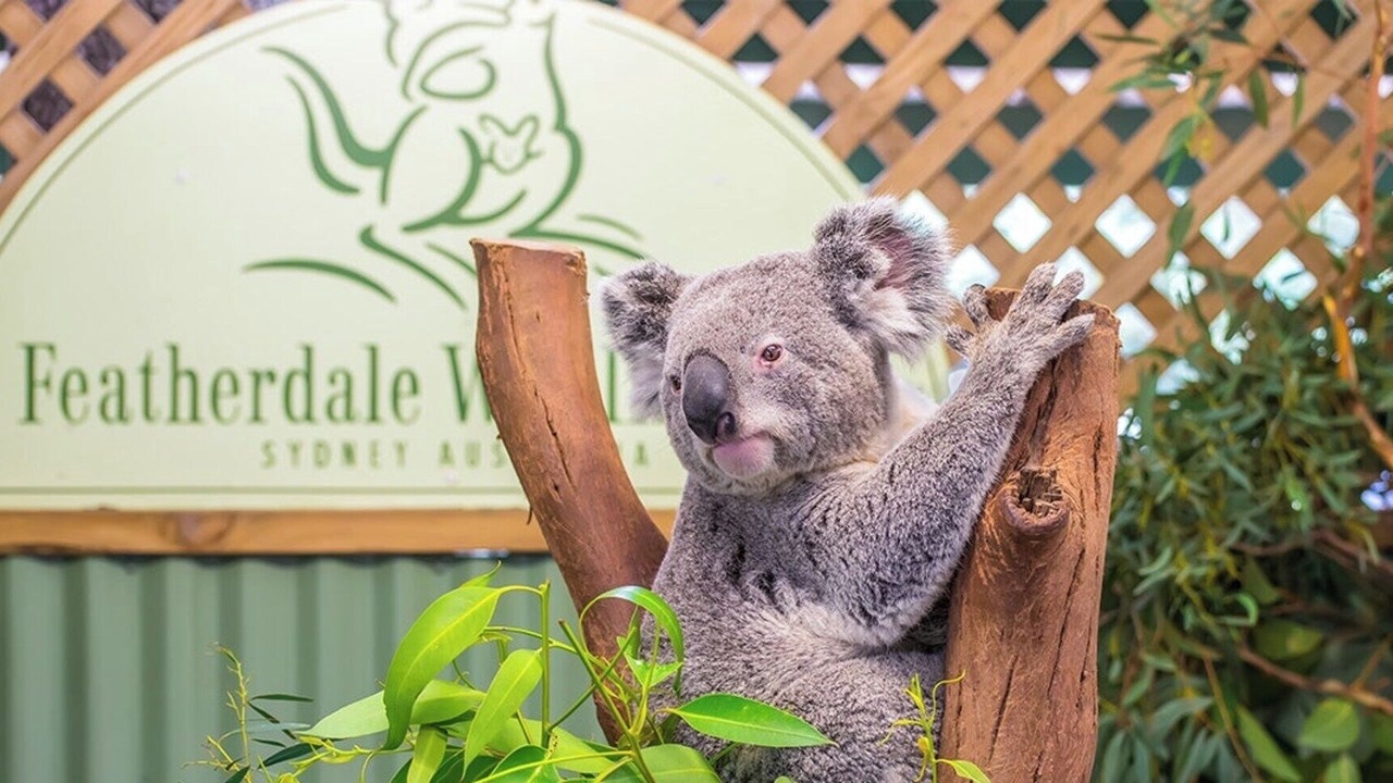 Photo of Others in Blacktown