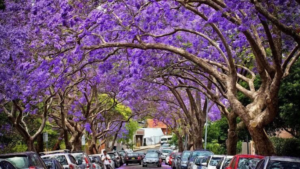 Photo of Others in Kirribilli